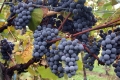 Vino clinto: il vitigno Veneto proibito dalla legge.